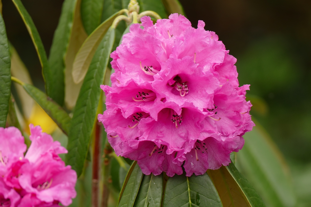 R. lanigerum